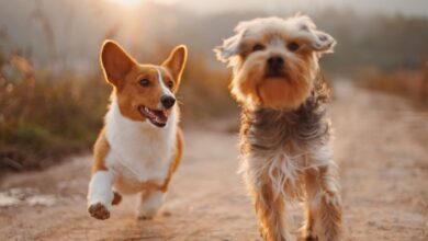 Dois cães marrons e brancos correndo estrada de terra durante o dia - Curso Cão Bem Resolvido