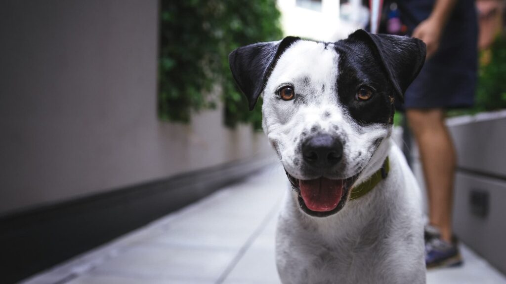 Terrier americano pit bull branco e preto durante o dia - Curso Cão Bem Resolvido